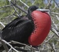 Frigate Bird